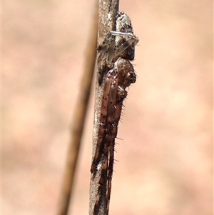 Tmarus marmoreus at Aranda, ACT - 24 Nov 2025 by CathB