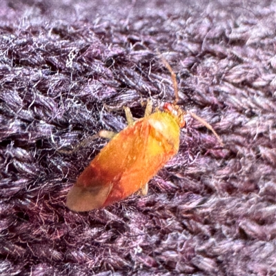 Miridae (family) at Yarralumla, ACT - 30 Nov 2025 by Hejor1