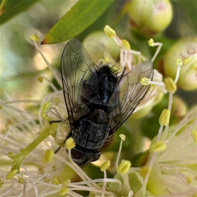 Tachinidae (family) at Yarralumla, ACT - 30 Nov 2025 by Hejor1