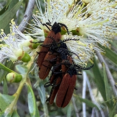 Porrostoma rhipidium (Long-nosed Lycid (Net-winged) beetle) at Yarralumla, ACT - 30 Nov 2025 by Hejor1
