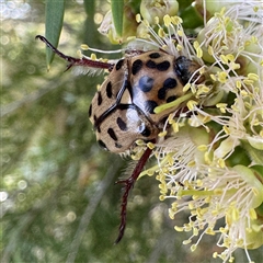 Neorrhina punctatum (Spotted flower chafer) at Yarralumla, ACT - 30 Nov 2025 by Hejor1