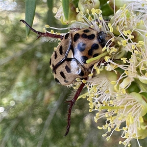 Neorrhina punctatum (Spotted flower chafer) at Yarralumla, ACT - 30 Nov 2025 by Hejor1