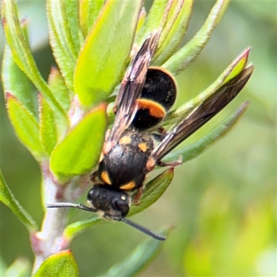 Paralastor sp. (genus) at Yarralumla, ACT - 30 Nov 2025 by Hejor1