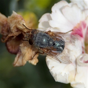 OESTROIDEA (superfamily) at Yarralumla, ACT - 30 Nov 2025 by Hejor1