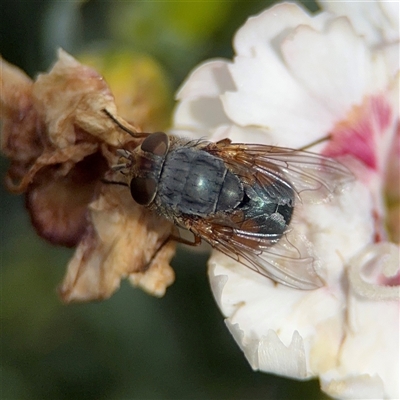 OESTROIDEA (superfamily) at Yarralumla, ACT - 30 Nov 2025 by Hejor1