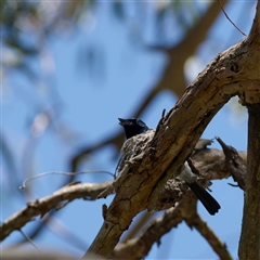 Myiagra cyanoleuca by regeraghty