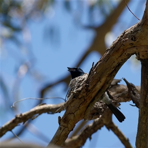 Myiagra cyanoleuca by regeraghty