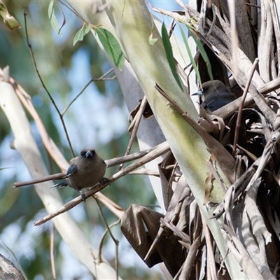 Artamus cyanopterus (Dusky Woodswallow) at  - suppressed by regeraghty