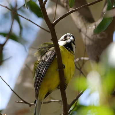 Falcunculus frontatus at Kambah, ACT - 1 Dec 2025 by regeraghty