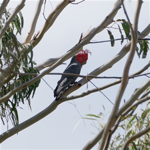 Callocephalon fimbriatum at Kambah, ACT - Yesterday by regeraghty