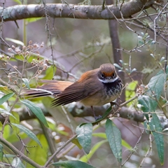 Rhipidura rufifrons (Rufous Fantail) at Kambah, ACT - Yesterday by regeraghty