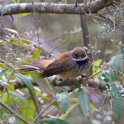 Rhipidura rufifrons (Rufous Fantail) at Kambah, ACT - Yesterday by regeraghty