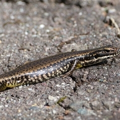 Eulamprus heatwolei (Yellow-bellied Water Skink) at Kambah, ACT - Yesterday by regeraghty
