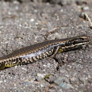 Eulamprus heatwolei (Yellow-bellied Water Skink) at Kambah, ACT - Yesterday by regeraghty