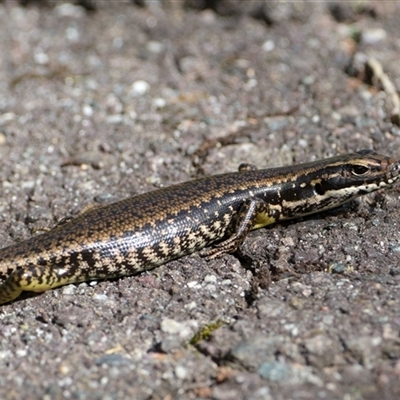 Eulamprus heatwolei (Yellow-bellied Water Skink) at Kambah, ACT - Yesterday by regeraghty