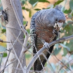 Callocephalon fimbriatum at Hughes, ACT - Yesterday by LisaH