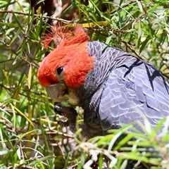 Callocephalon fimbriatum by LisaH