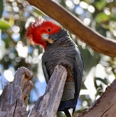 Callocephalon fimbriatum by LisaH