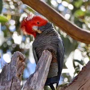 Callocephalon fimbriatum by LisaH