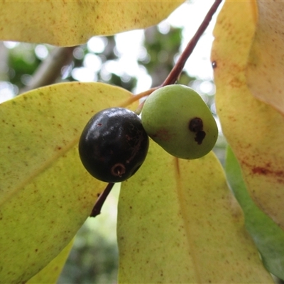 Pilidiostigma tetramerum at Syndicate, QLD - 16 Feb 2015 by JasonPStewart