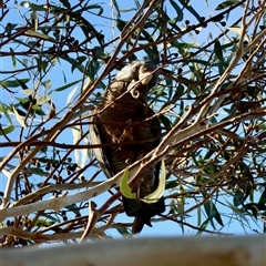 Callocephalon fimbriatum by LisaH