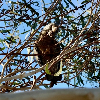 Callocephalon fimbriatum at  - suppressed by LisaH