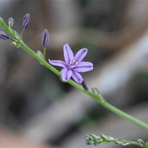 Unverified Lily or Iris by LisaH