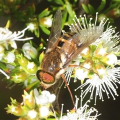 Unverified March or Horse fly (Tabanidae) at Fadden, ACT - 30 Nov 2025 by Harrisi