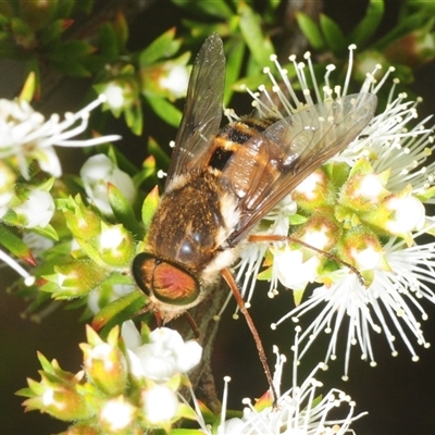 Unverified March or Horse fly (Tabanidae) at Fadden, ACT - 30 Nov 2025 by Harrisi