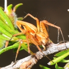 Oxyopes (genus) at Fadden, ACT - 30 Nov 2025 by Harrisi