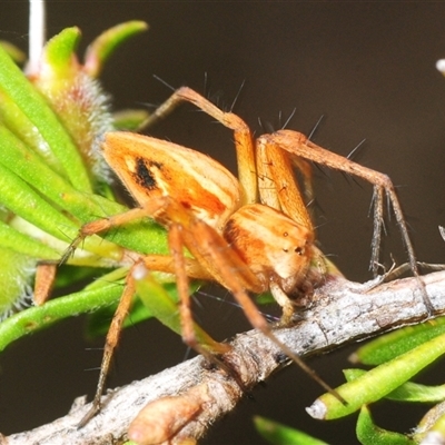 Oxyopes (genus) at Fadden, ACT - 30 Nov 2025 by Harrisi