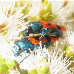 Castiarina crenata (Jewel beetle) at Fadden, ACT - 30 Nov 2025 by Harrisi