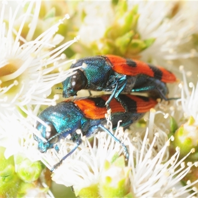 Castiarina crenata (Jewel beetle) at Fadden, ACT - 30 Nov 2025 by Harrisi