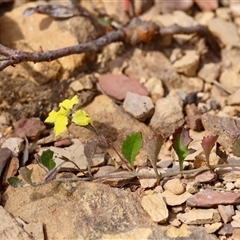 Unverified Other Wildflower or Herb by LisaH