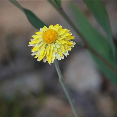 Unverified Daisy at  - suppressed by LisaH