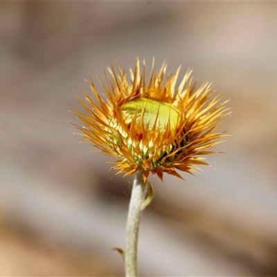 Unverified Daisy at  - suppressed by LisaH