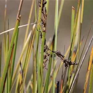 Unverified Rush, Sedge or Mat Rush by LisaH