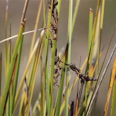 Unverified Rush, Sedge or Mat Rush at  - suppressed by LisaH