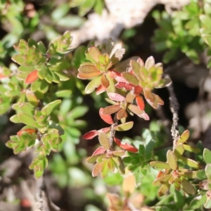 Unverified Other Wildflower or Herb by LisaH