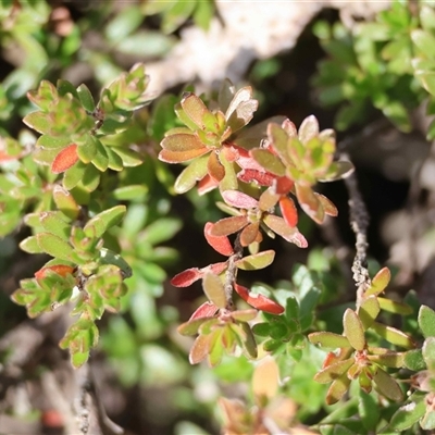 Unverified Other Wildflower or Herb at  - suppressed by LisaH