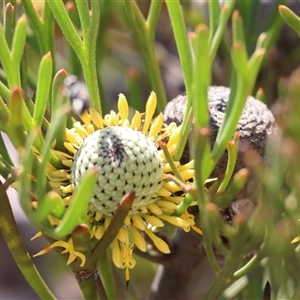 Unverified Other Shrub by LisaH