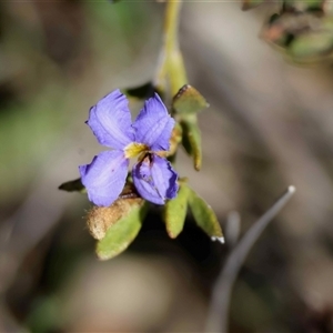 Unverified Other Wildflower or Herb by LisaH