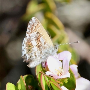 Unverified Blue or Copper (Lycaenidae) by LisaH