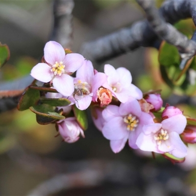 Unverified Other Wildflower or Herb at  - suppressed by LisaH