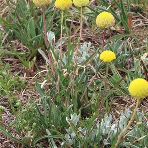 Craspedia variabilis at Dry Plain, NSW - 26 Oct 2025 by AndyRoo