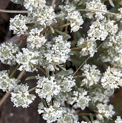 Unverified Other Wildflower or Herb by LisaH