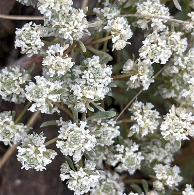 Unverified Other Wildflower or Herb at  - suppressed by LisaH