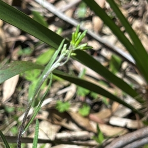 Unverified Daisy by LisaH