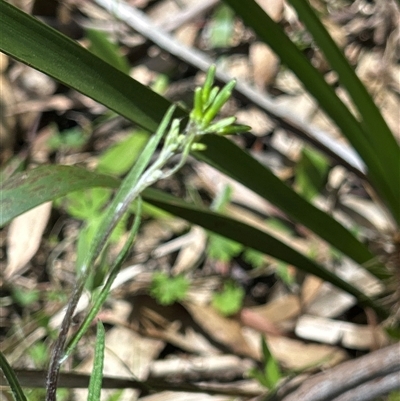 Unverified Daisy at  - suppressed by LisaH