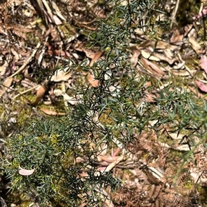 Unverified Other Shrub by LisaH